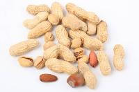 Shelled Groundnut