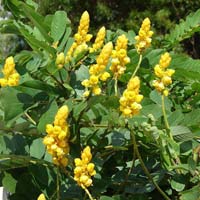 Cassia Alata Plant