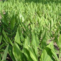 Curcuma Longa Plant