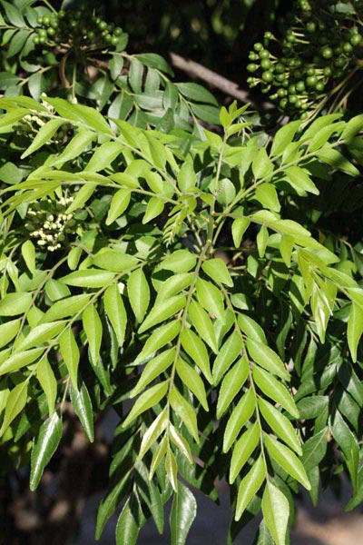 Murraya Paniculata Plant