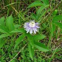 Passiflora Incarnata