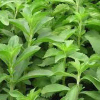 Stevia Rebaudiana Plant