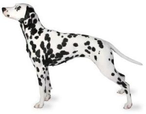 dalmatian dog