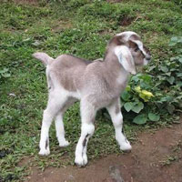 goat farming