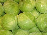 Fresh Cabbage