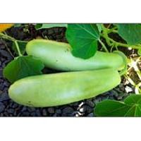 Fresh Bottle Gourd