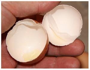 Egg Shell Membrane