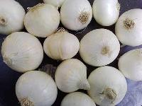 White Onion