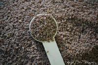 Psyllium Seed