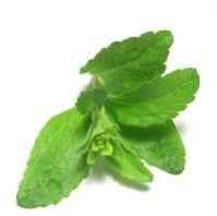 stevia leaf