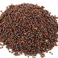 Mustard Oil Seeds