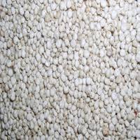 White Sorghum