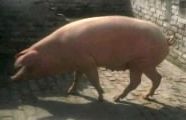 Landrace Sow