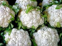 Fresh Cauliflower