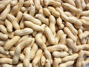 Shelled Groundnuts