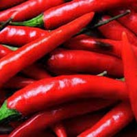 Fresh Red Chilli