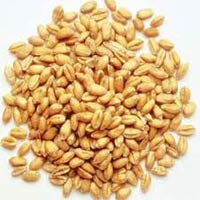 Wheat Seeds