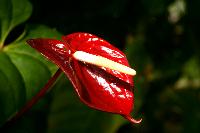 Anthurium Flower