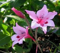 Gladiolus Flower