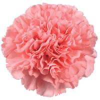 Carnation