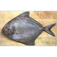 Black Pomfret Fish