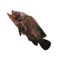 Brown Lined Reef Cod Fish
