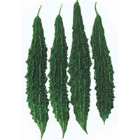 Bitter Gourd Seeds (Aditi - 396)