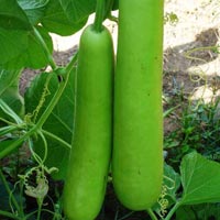 Bottle Gourd Seeds (Shard - 531)