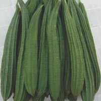Ridge Gourd Seeds (Mantra - 522)