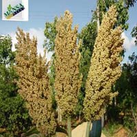 Jowar Seeds