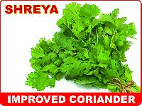 Green Coriander Seeds (Shreya)