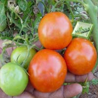 Tomato Seeds (Crazy-1026)