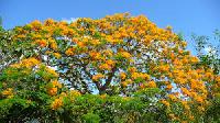 Gulmohar Plant