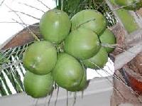 Tender Coconut