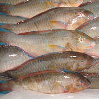 Chilled Parrot Fish
