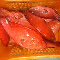 Fresh Chilled Red Grouper Fish