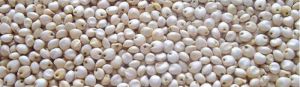 Sorghum (White Jawar)