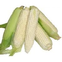 White Maize