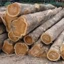 Teak Logs