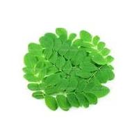 Moringa Leaves