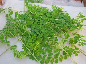 Moringa Oleifera Leaves