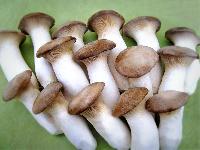 Oyster Mushrooms