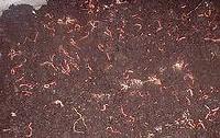 vermicompost