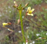 Medicinal Plant Seeds