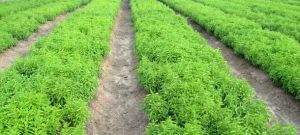 Stevia Contract Farming