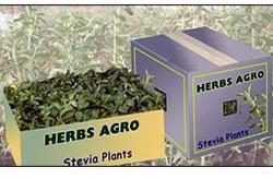 Stevia Herbal Product