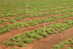 Stevia Plants