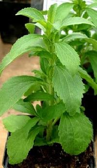Stevia Plants Worldwide