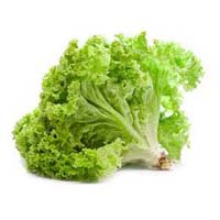 Fresh Green Lettuce