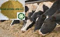 Cattle Feed